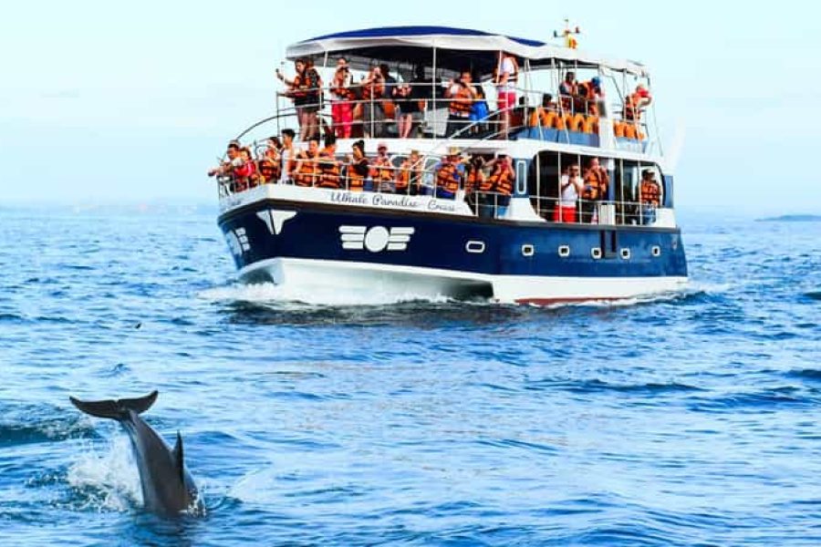 Mirissa Whale Watching: Experience the Magic of Blue Whales in the Wild!